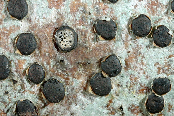 Quiz: tanto comune da passare inosservato